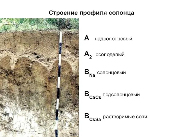 Строение профиля солонца A надсолонцовый A2 осолоделый BNa солонцовый BCaCs подсолонцовый BCsSa растворимые соли