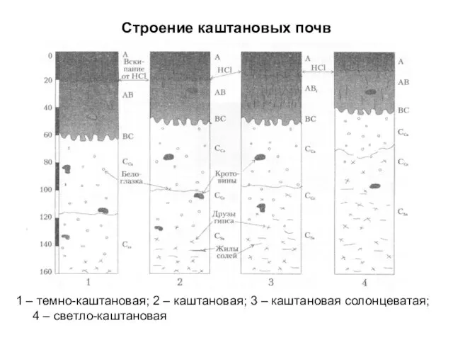 Строение каштановых почв 1 – темно-каштановая; 2 – каштановая; 3 – каштановая солонцеватая; 4 – светло-каштановая