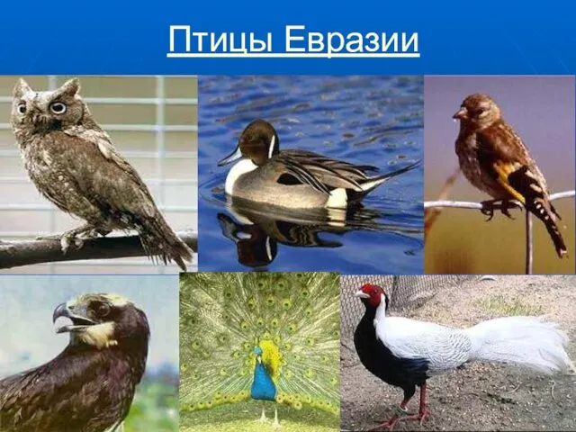 Птицы Евразии