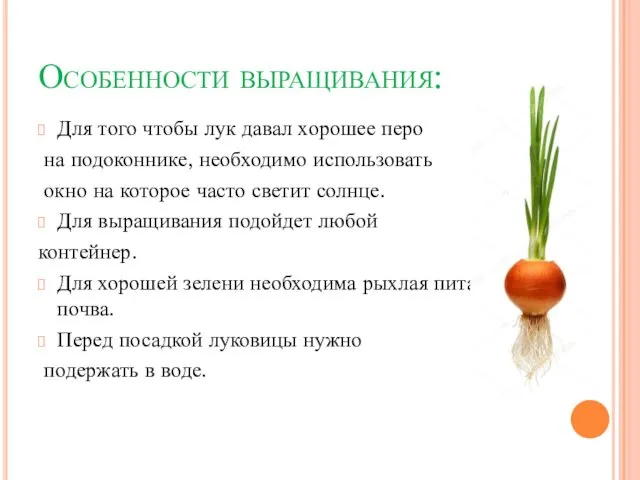 Особенности выращивания: Для того чтобы лук давал хорошее перо на