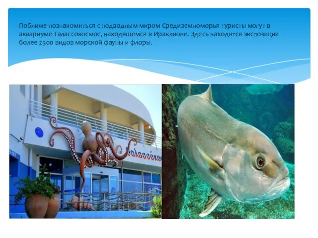 Поближе познакомиться с подводным миром Средиземноморья туристы могут в аквариуме