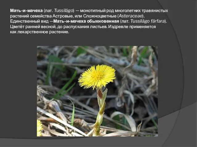 Мать-и-мачеха (лат. Tussilágo) — монотипный род многолетних травянистых растений семейства Астровые, или Сложноцветные