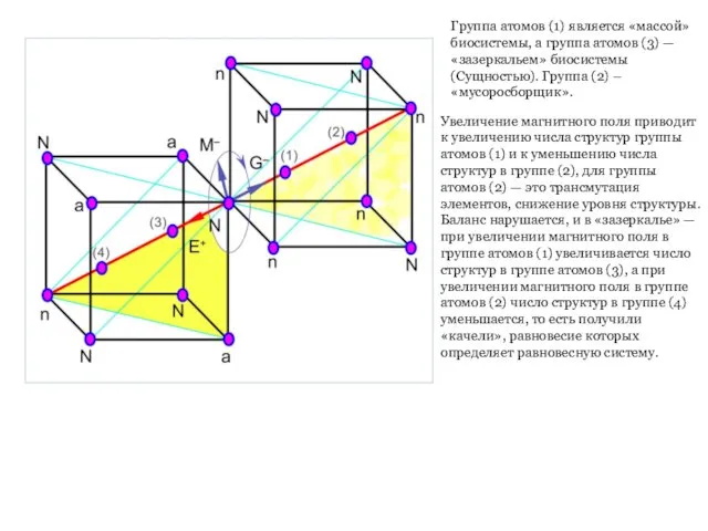 Группа атомов (1) является «массой» биосистемы, а группа атомов (3)