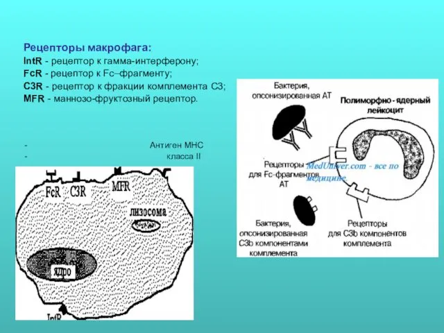 Рецепторы макрофага: IntR - рецептор к гамма-интерферону; FcR - рецептор
