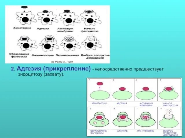 2. Адгезия (прикрепление) - непосредственно предшествует эндоцитозу (захвату).