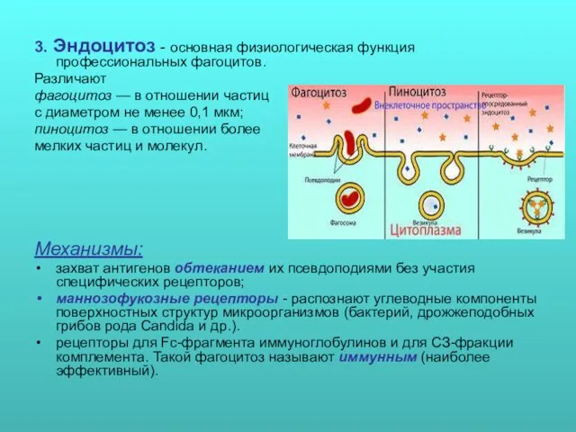 3. Эндоцитоз - основная физиологическая функция профессиональных фагоцитов. Различают фагоцитоз