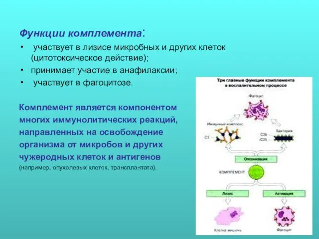 Функции комплемента: участвует в лизисе микробных и других клеток (цитотоксическое