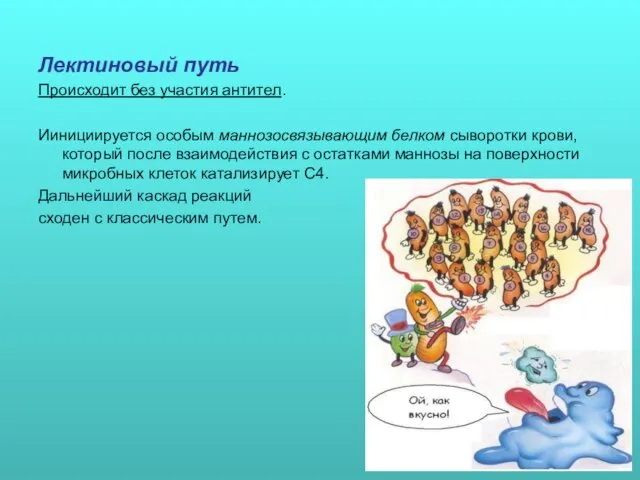 Лектиновый путь Происходит без участия антител. Иинициируется особым маннозосвязывающим белком