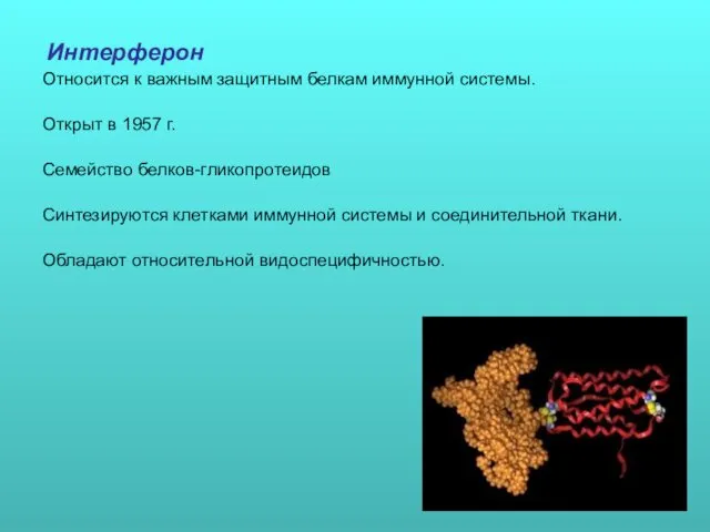 Интерферон Относится к важным защитным белкам иммунной системы. Открыт в