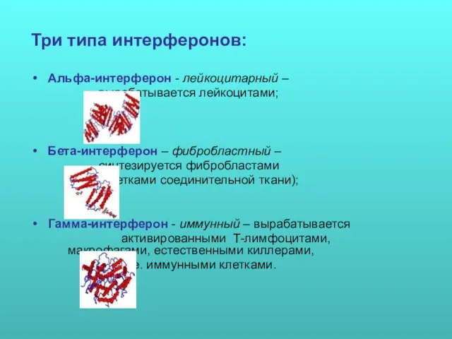 Три типа интерферонов: Альфа-интерферон - лейкоцитарный – вырабатывается лейкоцитами; Бета-интерферон