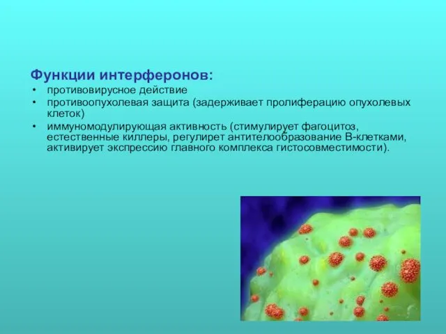 Функции интерферонов: противовирусное действие противоопухолевая защита (задерживает пролиферацию опухолевых клеток)