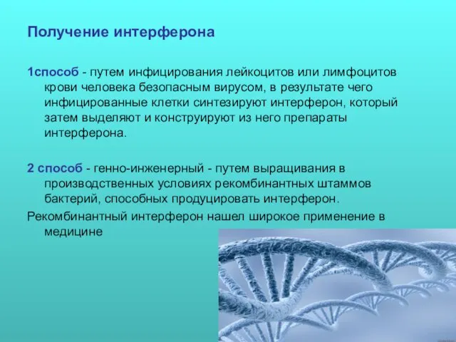 Получение интерферона 1способ - путем инфицирования лейкоцитов или лимфоцитов крови