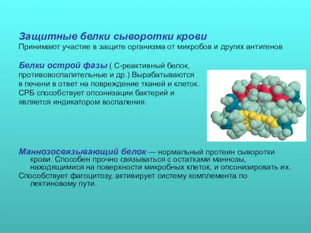 Защитные белки сыворотки крови Принимают участие в защите организма от