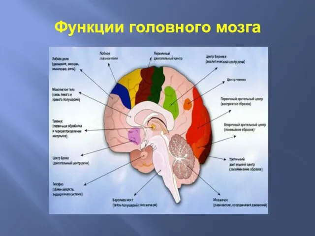 Функции головного мозга