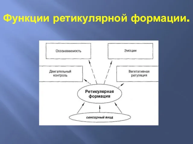 Функции ретикулярной формации.