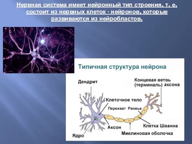 Нервная система имеет нейронный тип строения, т. е. состоит из