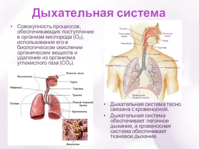 Дыхательная система Совокупность процессов, обеспечивающих поступление в организм кислорода (О₂),