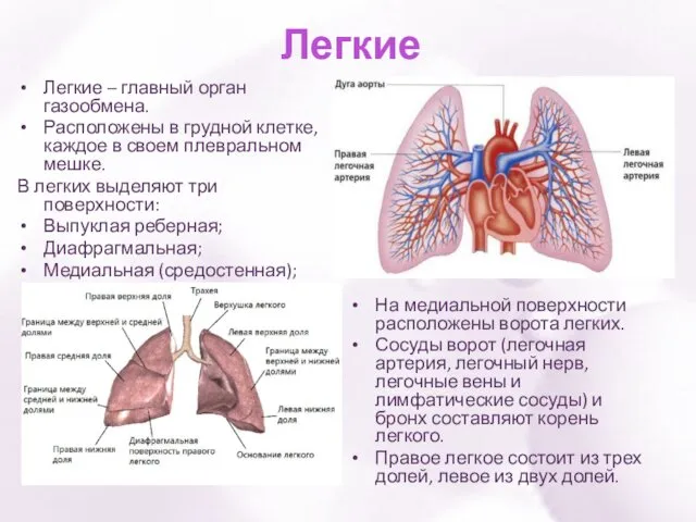 Легкие Легкие – главный орган газообмена. Расположены в грудной клетке,