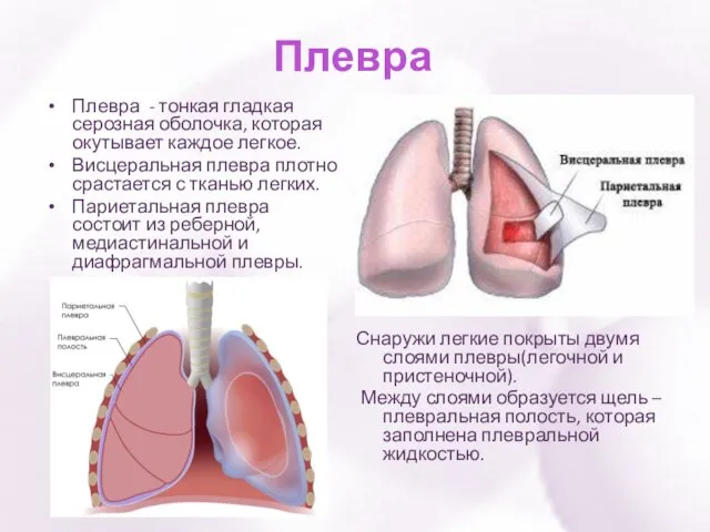 Плевра Снаружи легкие покрыты двумя слоями плевры(легочной и пристеночной). Между