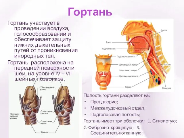 Гортань Гортань участвует в проведении воздуха, голосообразовании и обеспечивает защиту