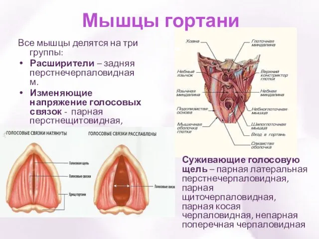 Мышцы гортани Все мышцы делятся на три группы: Расширители –