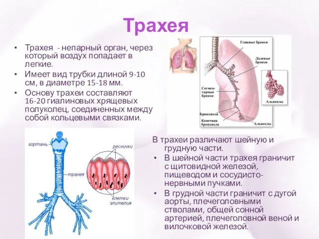 Трахея Трахея - непарный орган, через который воздух попадает в