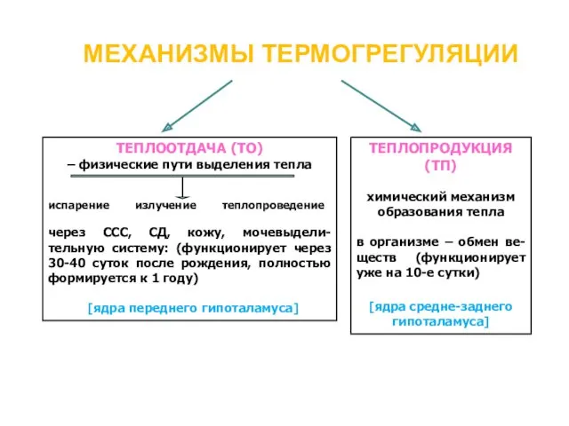 МЕХАНИЗМЫ ТЕРМОГРЕГУЛЯЦИИ