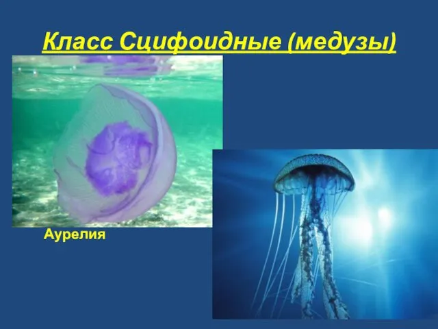 Класс Сцифоидные (медузы) Аурелия