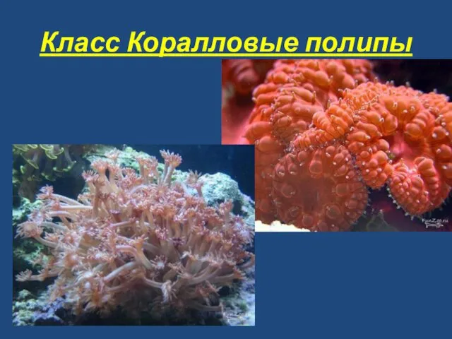 Класс Коралловые полипы