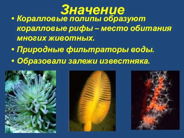 Значение Коралловые полипы образуют коралловые рифы – место обитания многих животных. Природные фильтраторы
