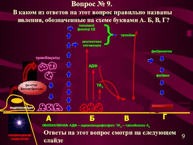 стенка сосуда эндотелиоцит тромбоциты фактор Виллебранда А тканевой фактор III