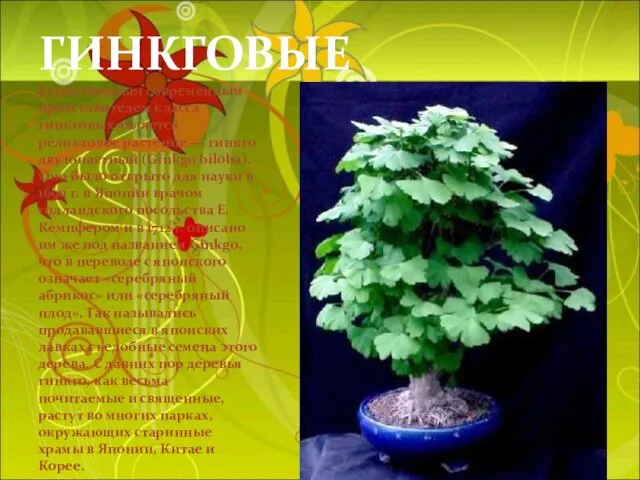 ГИНКГОВЫЕ Единственным современным представителем класса гинкговых является реликтовое растение —