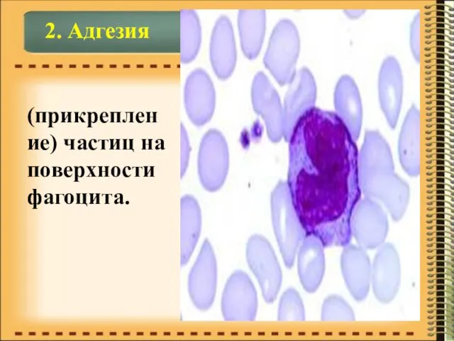 2. Адгезия (прикрепление) частиц на поверхности фагоцита.