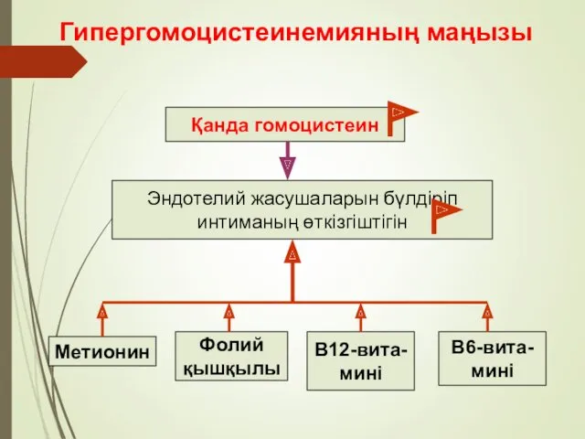 Қанда гомоцистеин Эндотелий жасушаларын бүлдіріп интиманың өткізгіштігін Метионин Фолий қышқылы В12-вита- мині В6-вита- мині Гипергомоцистеинемияның маңызы