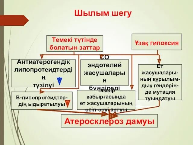 Темекі түтінде болатын заттар Антиатерогендік липопротеидтердің түзілуі СО эндотелий жасушаларын