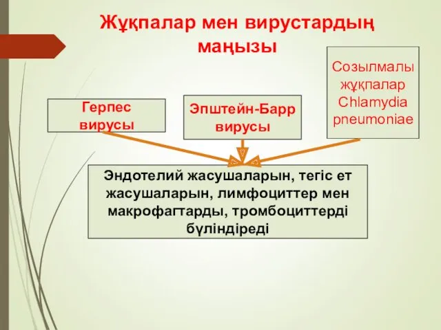 Герпес вирусы Эпштейн-Барр вирусы Созылмалы жұқпалар Chlamydia pneumoniae Эндотелий жасушаларын,