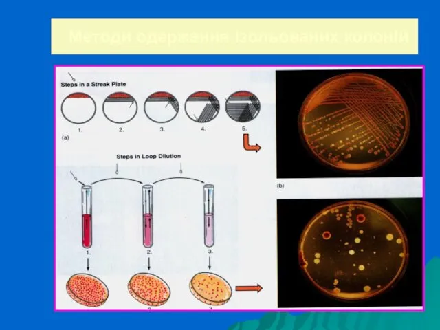 Методи одержання ізольованих колоній