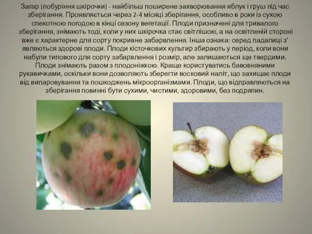 Загар (побуріння шкірочки) - найбільш поширене захворювання яблук і груш
