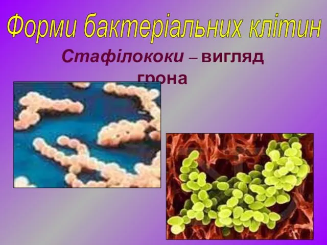 Форми бактеріальних клітин Стафілококи – вигляд грона