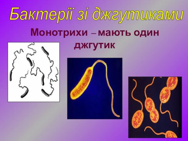 Бактерії зі джгутиками Монотрихи – мають один джгутик