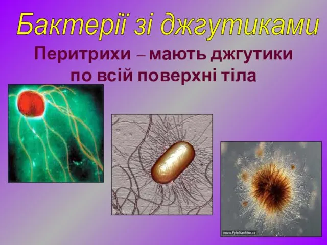 Бактерії зі джгутиками Перитрихи – мають джгутики по всій поверхні тіла