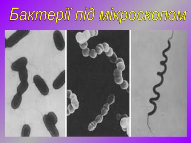 Бактерії під мікроскопом