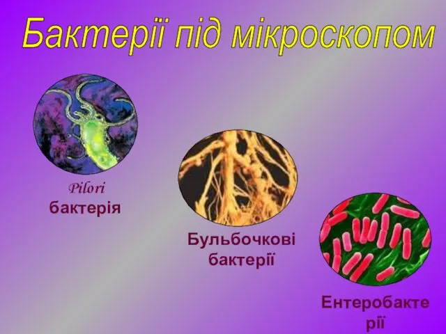 Бактерії під мікроскопом Ентеробактерії Бульбочкові бактерії Pilori бактерія