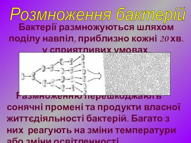 Бактерії размножуються шляхом поділу навпіл, приблизно кожні 20 хв. у