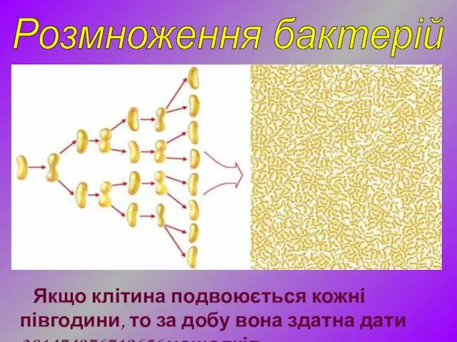 Якщо клітина подвоюється кожні півгодини, то за добу вона здатна дати 281474976710656 нащадків. Розмноження бактерій