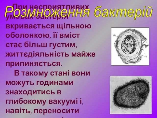 При несприятливих умовах бактерія вкривається щільною оболонкою, її вміст стає