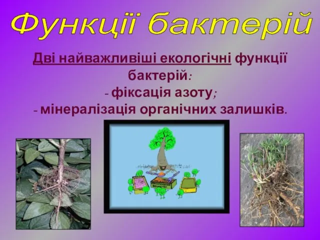 Дві найважливіші екологічні функції бактерій: - фіксація азоту; - мінералізація органічних залишків. Функції бактерій