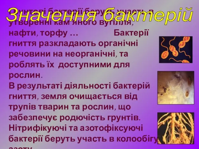 Грунтові бактерії беруть участь в утворенні кам’яного вугілля, нафти, торфу