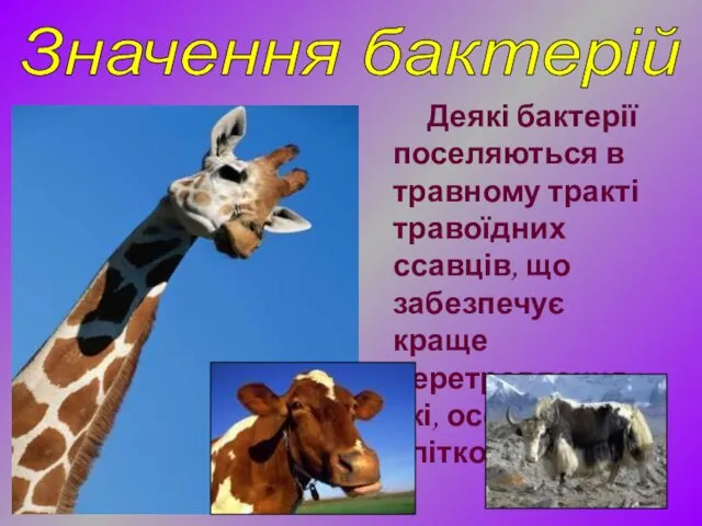 Деякі бактерії поселяються в травному тракті травоїдних ссавців, що забезпечує