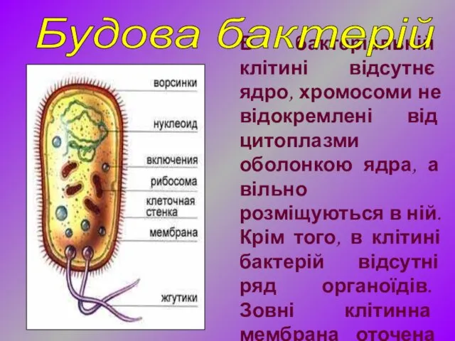 В бактеріальній клітині відсутнє ядро, хромосоми не відокремлені від цитоплазми